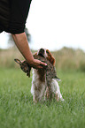 retrieving Epagneul Breton
