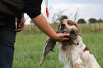 retrieving Epagneul Breton