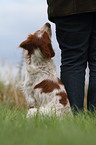 sitting Epagneul Breton