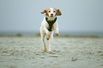 running Brittany Spaniel