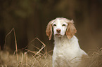Brittany Spaniel portrait