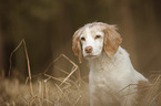 Brittany Spaniel portrait