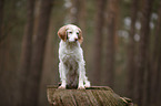 sitting Brittany Spaniel