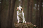 sitting Brittany Spaniel