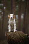 sitting Brittany Spaniel