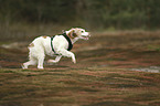 running Brittany Spaniel