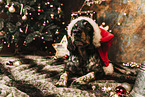 Epagneul Breton at christmas