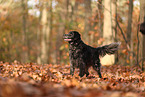 Epagneul Breton in autumn