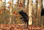 Epagneul Breton in autumn
