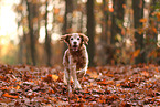 Epagneul Breton in autumn