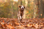 Epagneul Breton in autumn