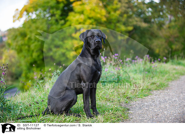sitting Broholmer / SST-11127
