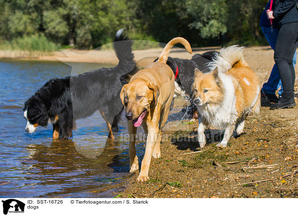 dogs / SST-16726