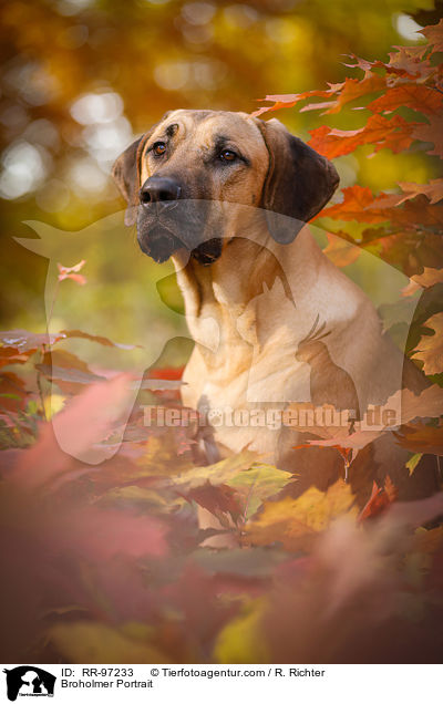 Broholmer Portrait / RR-97233