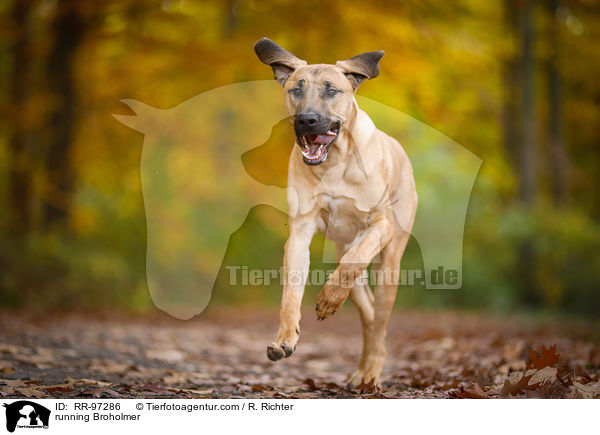 running Broholmer / RR-97286