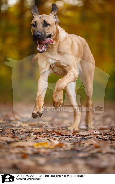 running Broholmer / RR-97291