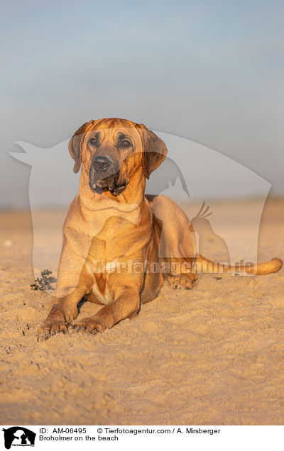 Broholmer on the beach / AM-06495