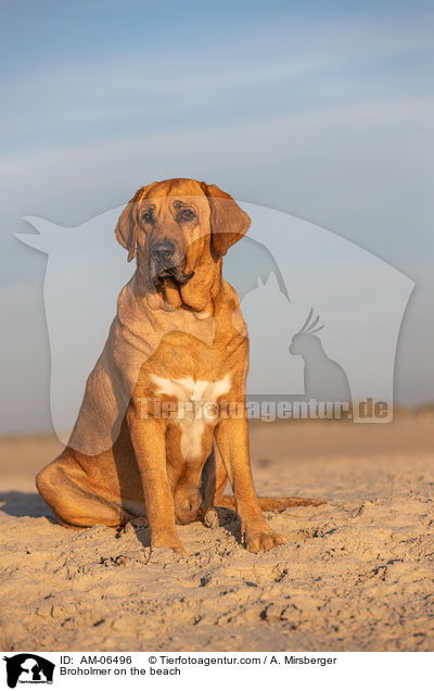 Broholmer on the beach / AM-06496