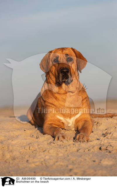 Broholmer on the beach / AM-06499