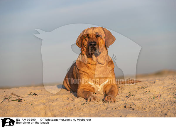 Broholmer on the beach / AM-06500