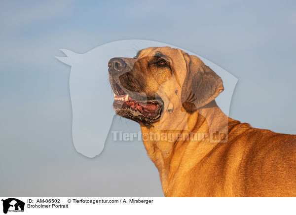 Broholmer Portrait / AM-06502