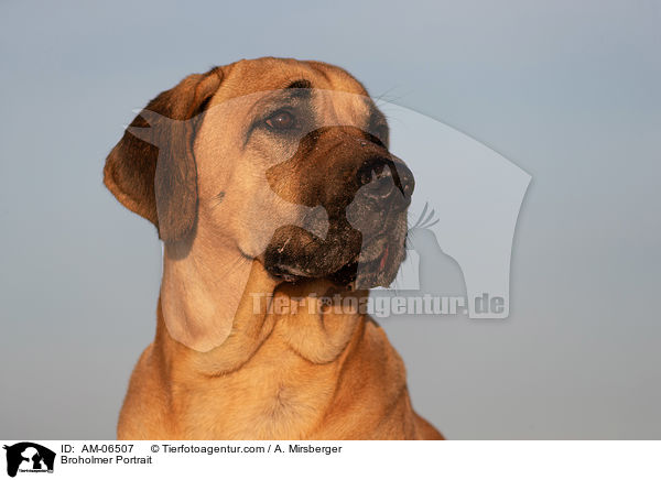 Broholmer Portrait / AM-06507
