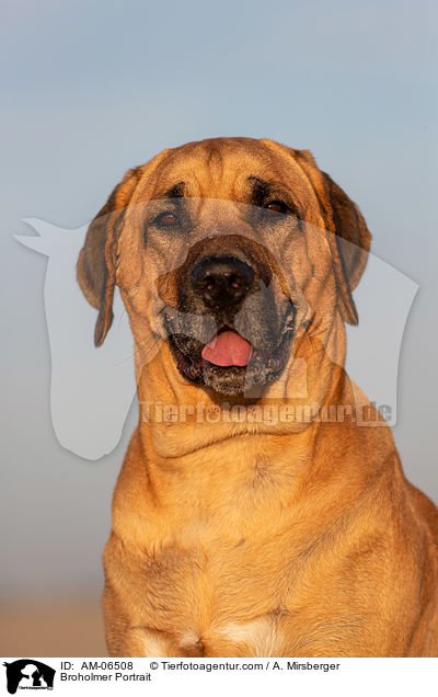Broholmer Portrait / AM-06508