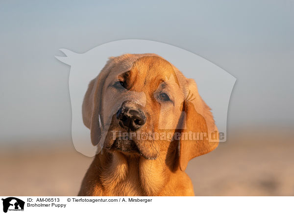 Broholmer Puppy / AM-06513