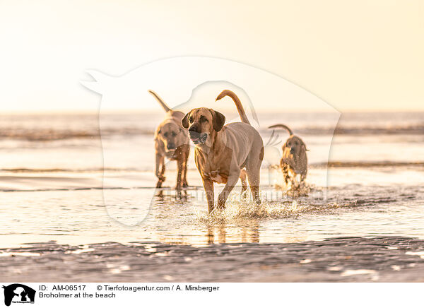 Broholmer at the beach / AM-06517