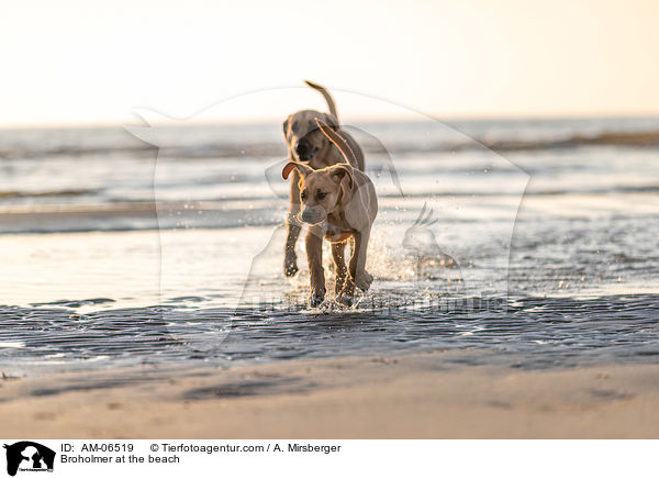 Broholmer at the beach / AM-06519