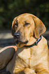 Broholmer Portrait