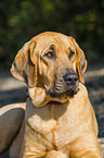 Broholmer Portrait