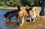 dogs