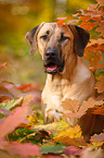 Broholmer Portrait