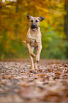 running Broholmer
