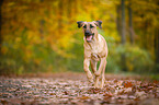 running Broholmer