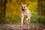 running Broholmer