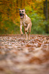 running Broholmer