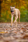 running Broholmer