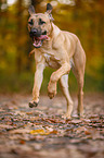 running Broholmer