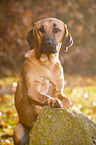 sitting Broholmer