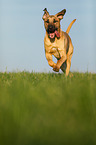 running Broholmer