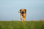 trotting Broholmer