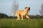 running Broholmer