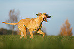 running Broholmer