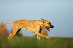 running Broholmer