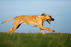 running Broholmer