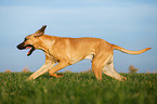 running Broholmer