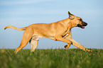 running Broholmer