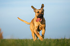 running Broholmer